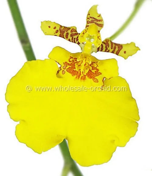 Oncidium Dancing-lady Orchid Fresh Cut Flowers
