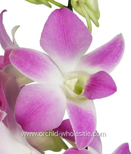 Prebook BULK - Light Pink Sakura Hawaiian Anna Lisa Dendrobium Orchid Fresh Cut Flowers (NO VASE)