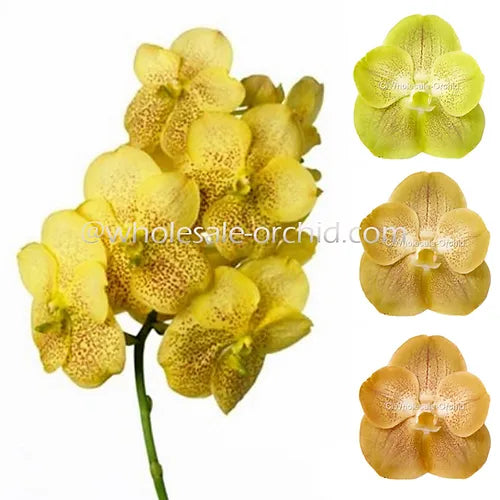 Prebook BULK - Yellow Vanda Orchid Fresh Cut Flowers