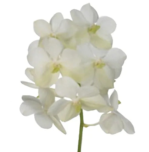 Prebook Bulk - White Vanda Orchid Fresh Cut Flowers