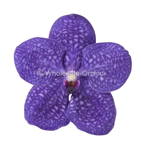 Prebook BULK - Purple BLUE Vanda Orchid Fresh Cut Flowers
