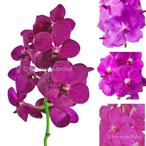 Prebook BULK - Pink Vanda Orchid Fresh Cut Flowers