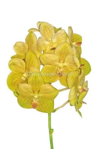 Prebook BULK - Yellow Vanda Orchid Fresh Cut Flowers
