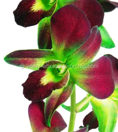 Prebook BULK - GREEN DYED-Sonia Bombay Dedrobium Orchid Fresh Cut Flowers (NO VASE)