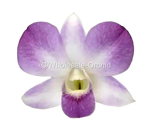 Prebook BULK - Light Pink Sakura Hawaiian Anna Lisa Dendrobium Orchid Fresh Cut Flowers (NO VASE)