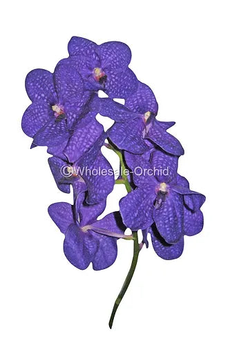 Prebook BULK - Purple BLUE Vanda Orchid Fresh Cut Flowers