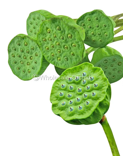 Prebook Bulk - LOTUS POD Fresh Cut Flowers
