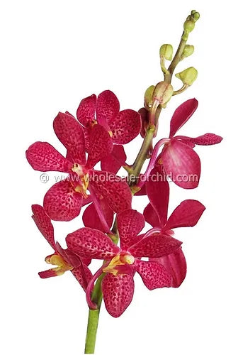 Prebook BULK - Red Robin Mokara Orchid Fresh Cut Flowers (NO VASE)
