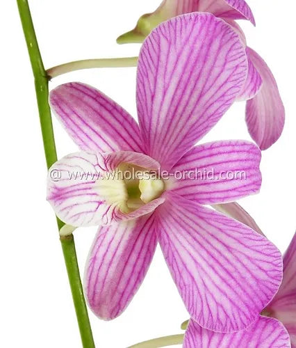 Prebook BULK - Candy Sweet Stripe Lai Dendrobium Orchid Fresh Cut Flowers (NO VASE)