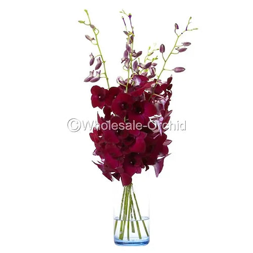 Prebook Bulk - Burgundy Dark Red Dendrobium Orchid Fresh Cut Flowers (NO VASE)