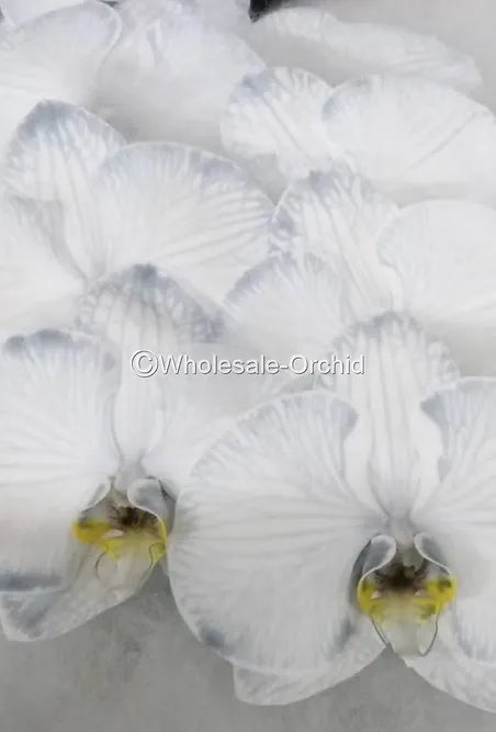 Prebook BULK - DYED Black Phalaenopsis Orchid Fresh Cut Flowers