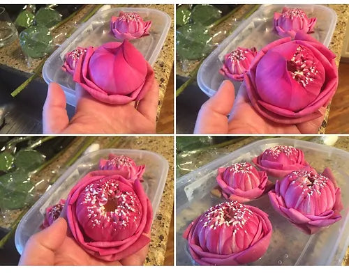 Prebook Bulk - LOTUS POD Fresh Cut Flowers