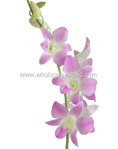 Prebook BULK - Light Pink Sakura Hawaiian Anna Lisa Dendrobium Orchid Fresh Cut Flowers (NO VASE)