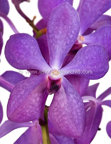 Prebook BULK - Lavender BLUE HUE Mokara Orchid Fresh Cut Flowers (NO VASE)
