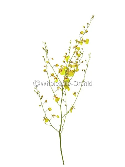 Oncidium Dancing-lady Orchid Fresh Cut Flowers