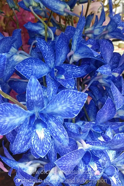 Prebook BULK - NAVY BLUE DYED-White Lervia Dendrobium Orchid Fresh Cut Flowers (NO VASE)