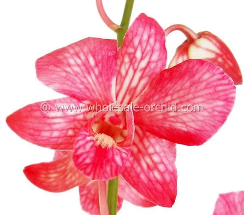 Prebook BULK - LIGHT RED White-DYED Dendrobium Orchid Fresh Cut Flowers (NO VASE)