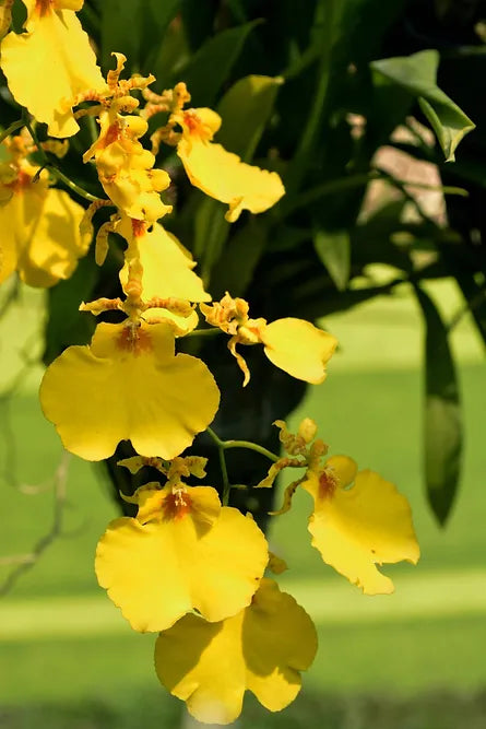 Oncidium Dancing-lady Orchid Fresh Cut Flowers