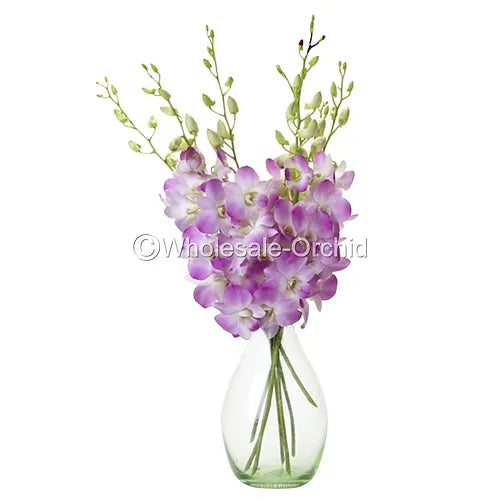 Prebook BULK - Light Pink Sakura Hawaiian Anna Lisa Dendrobium Orchid Fresh Cut Flowers (NO VASE)