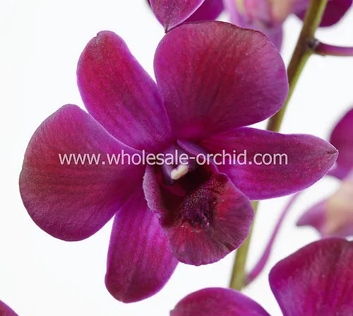 Prebook Bulk - Burgundy Dark Red Dendrobium Orchid Fresh Cut Flowers (NO VASE)