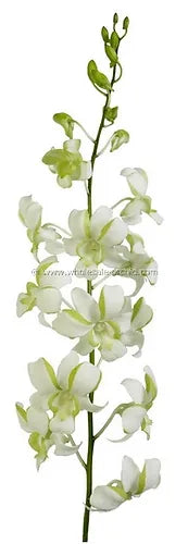Prebook BULK - White-Green Liberty Orchid Fresh Cut Flowers (NO VASE)