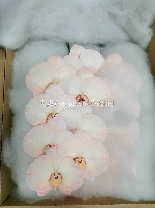 Prebook BULK - DYED SEPIA Phalaenopsis Orchid Fresh Cut Flowers