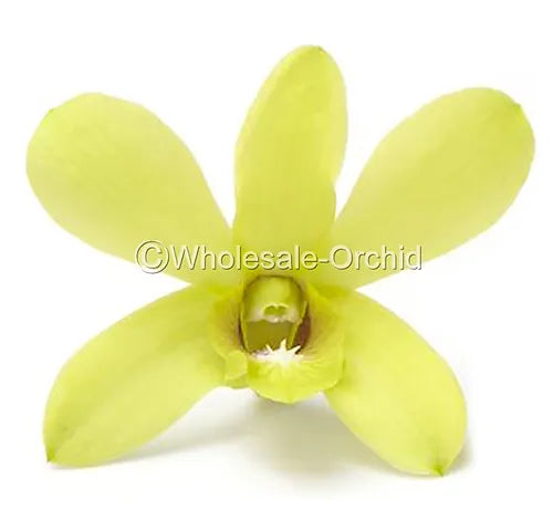 Prebook BULK - APPLE GREEN Dendrobium Green Orchid Fresh Cut Flowers (NO VASE)