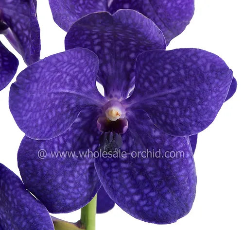 Prebook BULK - Purple BLUE Vanda Orchid Fresh Cut Flowers