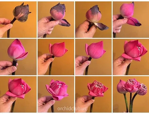 Prebook Bulk - LOTUS POD Fresh Cut Flowers