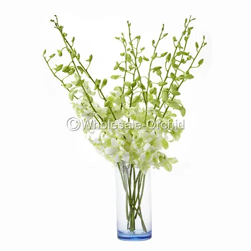 Prebook BULK - White-Green Liberty Orchid Fresh Cut Flowers (NO VASE)