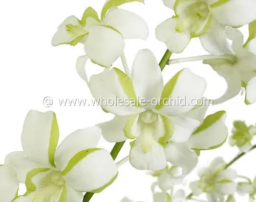 Prebook BULK - White-Green Liberty Orchid Fresh Cut Flowers (NO VASE)