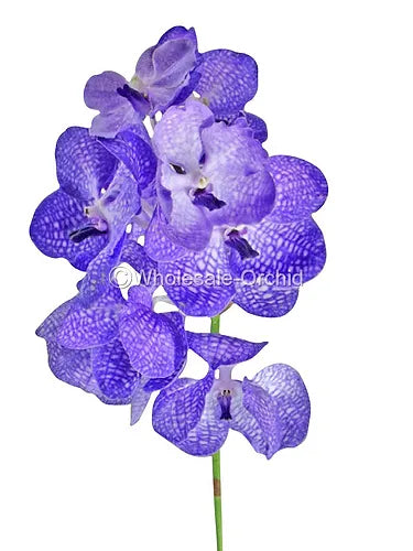 Prebook BULK - Purple BLUE Vanda Orchid Fresh Cut Flowers