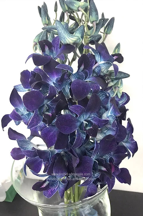 Prebook BULK - BLUE COBALT DYED-Sonia Dendrobium Orchid Fresh Cut Flowers (NO VASE)