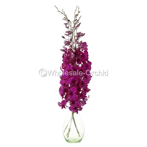 Prebook Bulk - Burgundy Dark Red Dendrobium Orchid Fresh Cut Flowers (NO VASE)