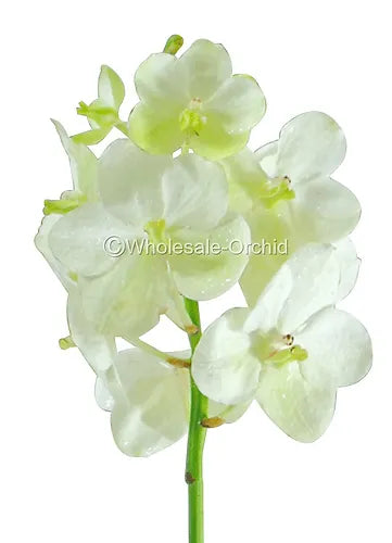 Prebook Bulk - White Vanda Orchid Fresh Cut Flowers