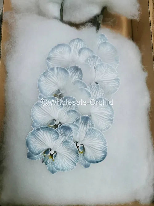 Prebook BULK - DYED Black Phalaenopsis Orchid Fresh Cut Flowers