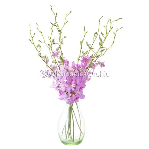 Prebook BULK - Candy Sweet Stripe Lai Dendrobium Orchid Fresh Cut Flowers (NO VASE)
