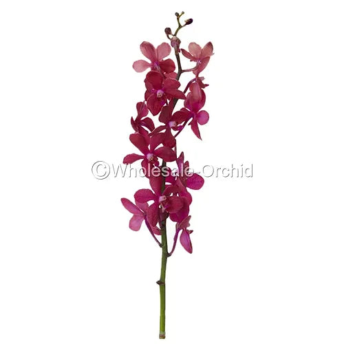 Prebook BULK - Red Robin Mokara Orchid Fresh Cut Flowers (NO VASE)