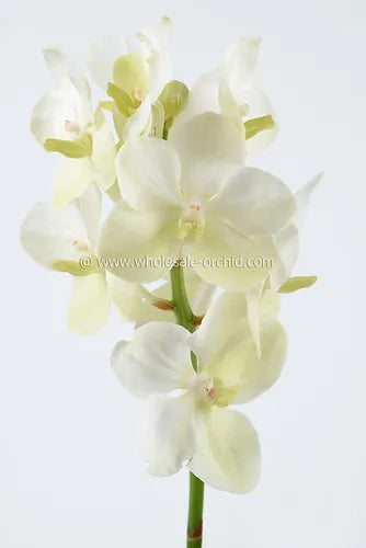 Prebook Bulk - White Vanda Orchid Fresh Cut Flowers