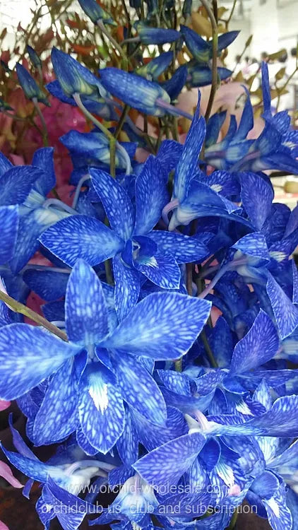 Prebook BULK - NAVY BLUE DYED-White Lervia Dendrobium Orchid Fresh Cut Flowers (NO VASE)