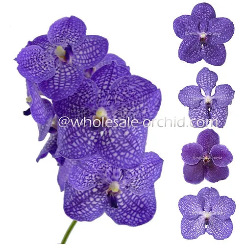 Prebook BULK - Purple BLUE Vanda Orchid Fresh Cut Flowers
