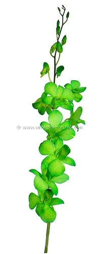 Prebook BULK - Light Green White-DYED Dendrobium Orchid Fresh Cut Flowers (NO VASE)