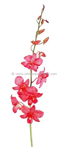 Prebook BULK - LIGHT RED White-DYED Dendrobium Orchid Fresh Cut Flowers (NO VASE)