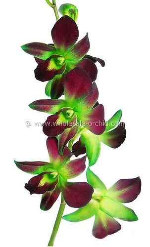 Prebook BULK - GREEN DYED-Sonia Bombay Dedrobium Orchid Fresh Cut Flowers (NO VASE)