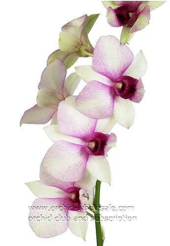 Prebook BULK - White Two Tone Dendrobium White Two Tone Orchid Fresh Cut Flowers (NO VASE)