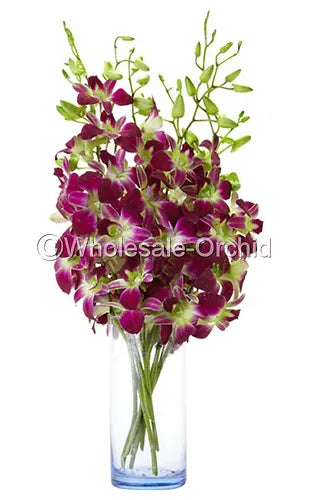 Prebook BULK - GREEN DYED-Sonia Bombay Dedrobium Orchid Fresh Cut Flowers (NO VASE)