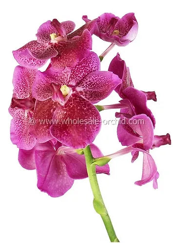 Prebook BULK - Pink Vanda Orchid Fresh Cut Flowers