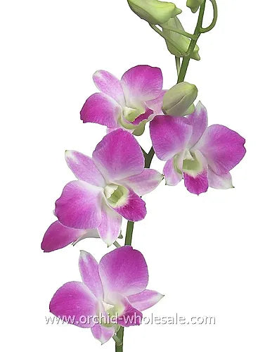 Prebook BULK - Light Pink Sakura Hawaiian Anna Lisa Dendrobium Orchid Fresh Cut Flowers (NO VASE)