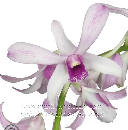 Prebook BULK - White Two Tone Dendrobium White Two Tone Orchid Fresh Cut Flowers (NO VASE)