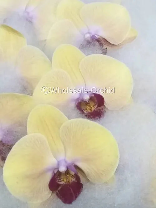 Prebook BULK - Yellow Phalaenopsis Orchid Fresh Cut Flowers